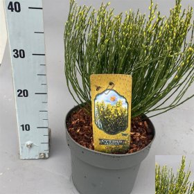 Dekoratyvinis krūmas, raipstas šluotinis "Allgold", vazonėlio skersmuo 21 cm.