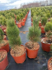 Spygliuotis, pušis juodoji "Green Tower", vazonėlio skersmuo 28 cm.