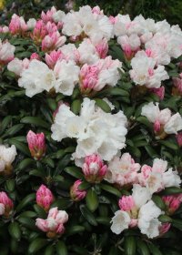 Dekoratyvinis krūmas, rododendras, jakušimaninis "Schneekissen"