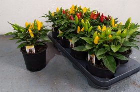 Vienmetė gėlė, pipiras dekoratyvinis "Salsa Gem", vazonėlio skersmuo 13 cm.