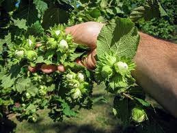 Vaismedis, lazdynas paprastasis, vazonas 3 l., aukštis 1,5-1,75 m.