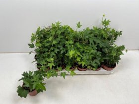 Kambarinis augalas, gebenė, vazonėlio skersmuo 9 cm.