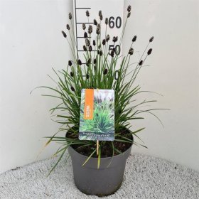 Žolinis augalas, mėlitas, vazono skersmuo 26 cm.