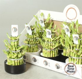 Kambarinis augalas, dracena "Lucky Bamboo", vazonėlio skersmuo 12 cm.