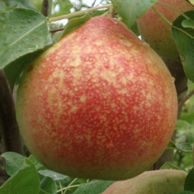 Vaismedis, kriaušė "Mramornaja"