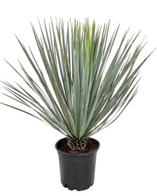 Žolinis augalas, juka "Rostrata", vazonėlio skersmuo 24 cm.