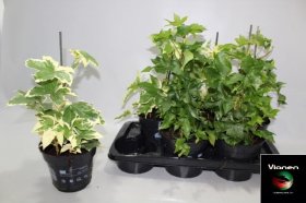 Kambarinis augalas, fatsija japoninė, vazonėlio skersmuo 17 cm.