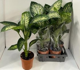 Kambarinis augalas, difenbachija "Tripic Snow", vazonėlio skersmuo 21 cm.