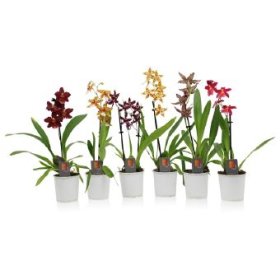 Kambarinis augalas orchidėja (Phalaenopsis), įvairios, 1 šaka, vazonėlio skersmuo 9 cm.