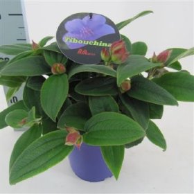 Vienmetė gėlė, eikras, vazono skersmuo 15 cm.