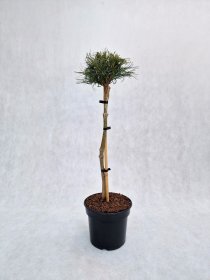 Spygliuotis, pušis veimutinė "Green twist", vazonas 3 l.