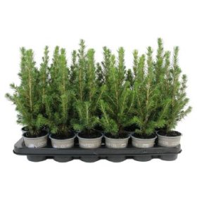 Spygliuotis, eglė baltoji "Conica", vazonėlio skersmuo 9 cm.