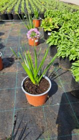 Daugiametė gėlė, dekoratyvinis česnakas, vazonėlio skersmuo 15 cm.