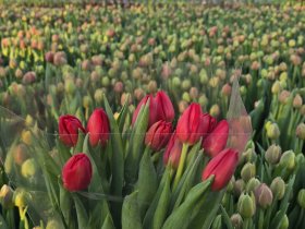 Skintos tulpės (pilnavidurės), 11 vnt.