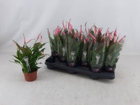 Kambarinis augalas, vėzdūnė "Rose", vazonėlio skersmuo 11 cm.