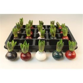 Kambarinis augalas, hiacintas vaške, vazonėlio skersmuo 15 cm.