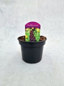 Daugiametė gėlė, margutė, įvairių sp., vazonas 1,5 l.