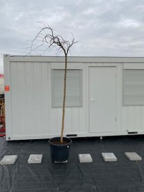 Dekoratyvinis medis, guoba kalninė, vazonėlio skersmuo 65 cm.