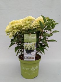 Dekoratyvinis krūmas, hortenzija šluotelinė  "Whitelight", vazonėlio skersmuo 23 cm.