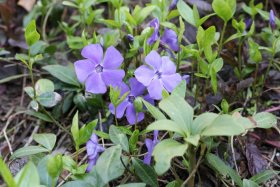 Šliaužiantis augalas, žiemė, vazono skersmuo 10,5 cm.