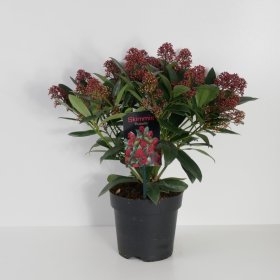 Dekoratyvinis krūmas, skimija "Rubella", vazonėlio skersmuo 19 cm.