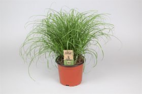 Kambarinis augalas, viksvuolė "Zumula", vazonėlio skersmuo 12 cm.