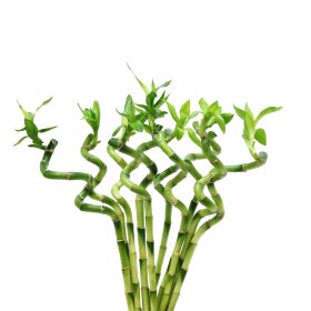 Kambarinis augalas, dracena "Lucky bamboo", indelyje, skersmuo 6 cm., aukštis 40 cm.