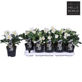 Daugiametė gėlė, baltažiedis eleboras, vazonėlio skersmuo 12 cm.