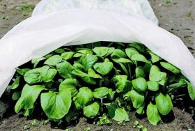 Agro tekstilė HERVIN GARDEN A691330020, 2x5m., 100g/m2, AT2x5/100