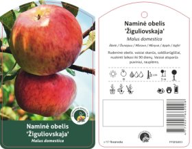 Vaismedis, obelis "Žiguliovskaja"