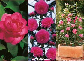 Dekoratyvinis krūmas, kamelija NOJUS, įvairūs, kartoninė tūtelė