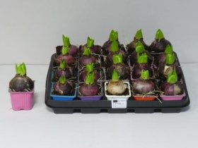 Kambarinis augalas, hiacintas, vazonėlio skersmuo 7 cm.