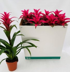 Kambarinis augalas, guzmanija "Freya", vazonėlio skersmuo 15 cm.