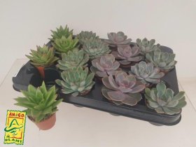 Kambarinis augalas, kalvorė (eševerija), vazonėlio skersmuo 8 cm.