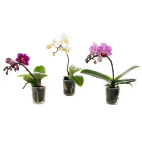 Kambarinis augalas, orchidėja (Phalaenopsis), mini, vazonėlio skersmuo 5 cm.