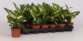 Kambarinis augalas, difenbachija "Camilla", vazonėlio skersmuo 9 cm.