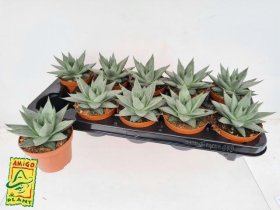 Kambarinis augalas, avortija "Savannah", vazonėlio skersmuo 11 cm.