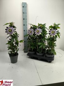 Kambarinis augalas, pasiflora "Caerulea", vazonėlio skersmuo 12 cm.