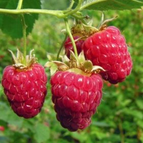 Vaiskrūmis, avietė “Polana” (Rubus idaeus)