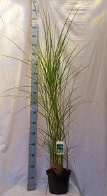 Žolinis augalas, miskantas "Gracillimus", vazonėlio skersmuo 23 cm.