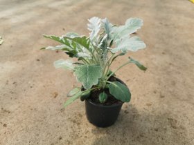 Vienmetė gėlė, žilė, vazonėlio skersmuo 10 cm.