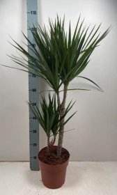 Kambarinis augalas, dracena "Marginata", vazono skersmuo 21 cm.