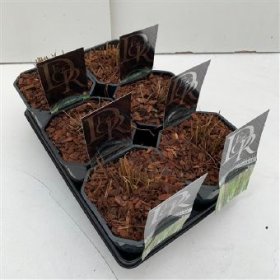 Žolinis augalas, melvenė, vazono skersmuo 17 cm.