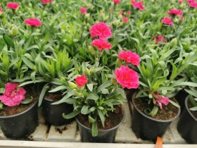 Vienmetė gėlė, gvazdikas, vazonėlio skersmuo 10 cm.