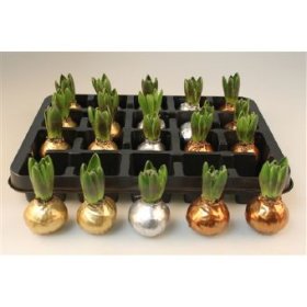 Kambarinis augalas, hiacintas vaške, sidabro/aukso spalva, vazonėlio skersmuo 15 cm.