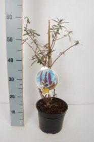 Dekoratyvinis krūmas, budlėja "Black Knight", vazonėlio skersmuo 19 cm.