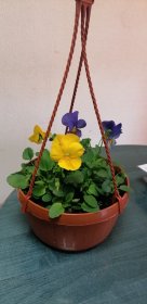 Vienmetė gėlė, svyranti našlaitė, vazonėlio skersmuo 21 cm.