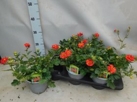 Daugiametė gėlė, žiognagė "Bradshaw", vazono skersmuo 15 cm.