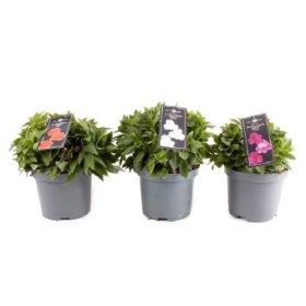 Daugiametė gėlė, alstromerija, vazono skersmuo 19 cm.