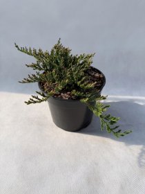 Spygliuotis, kadagys horizontalusis "Prince of Wales", vazonas 3 l.